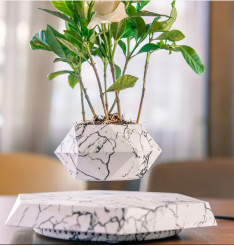 Aevor Hoverwood levitating plant